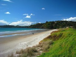 Beach Palms, Onetangi, Waiheke Island